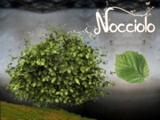 Nocciolo